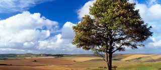 The view over Cissbury ring in the summer