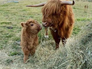 A highland heifer and her calf. We assume.