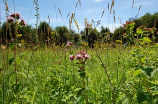 A wildflower meadow at the Sustainability centre